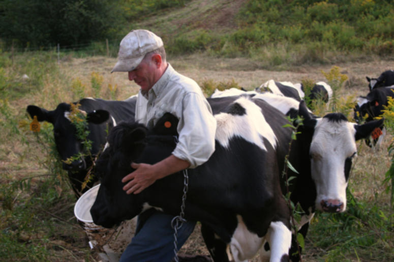cows cows