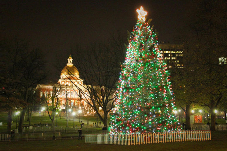 Tree Lighting Tree Lighting