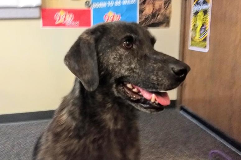 LISTEN: Can You Help Diggle Find A New Home? Teri talks with Marissa DeGroot from the Dane County Humane Society LISTEN: Can You Help Diggle Find A New Home? Teri talks with Marissa DeGroot from the Dane County Humane Society