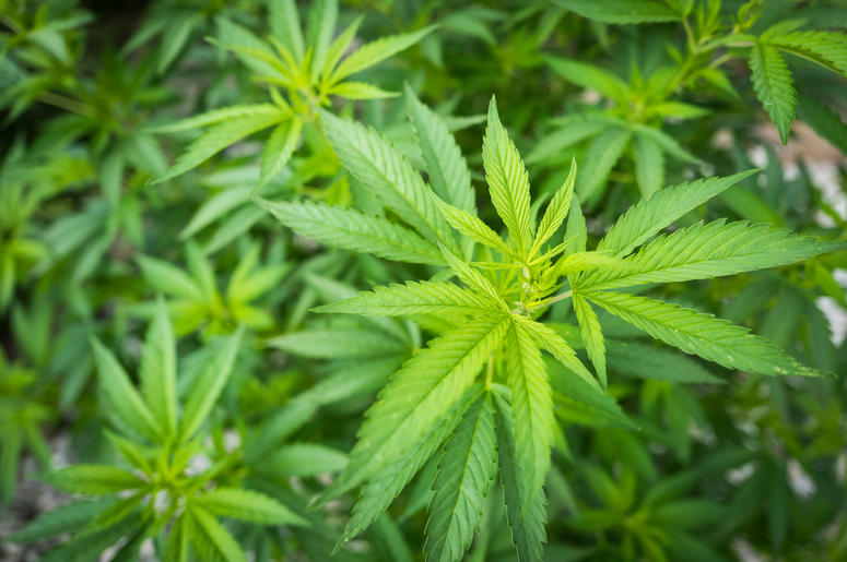 Medical marijuana dispensaries will open in Virginia. Medical marijuana dispensaries will open in Virginia.