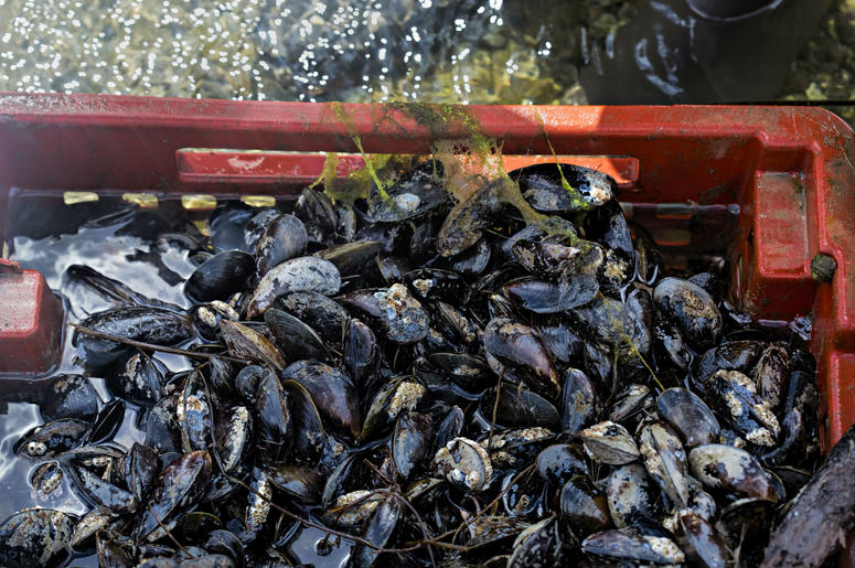 Mussles will be used to help clean up the Anacostia River. Mussles will be used to help clean up the Anacostia River.