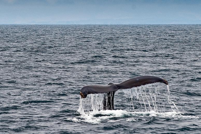 Humpback whale Humpback whale