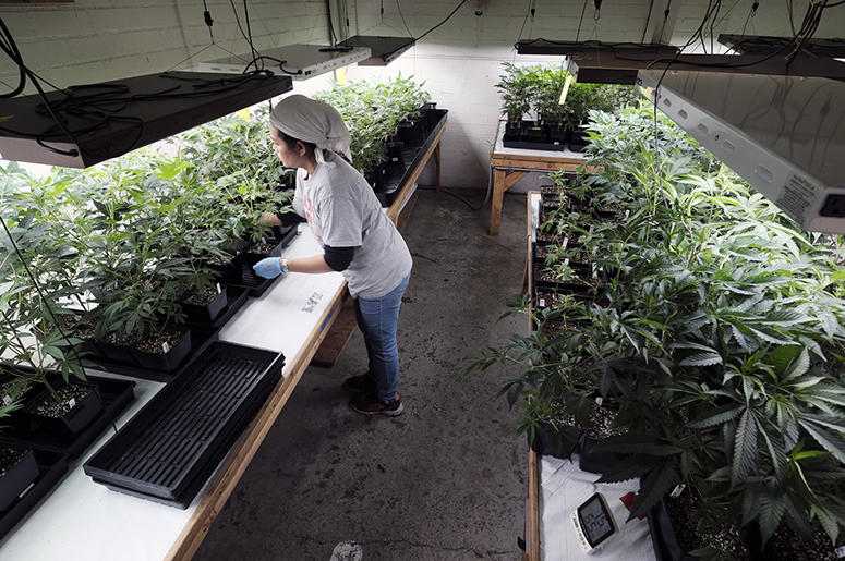 In this Dec. 27, 2018 file photo a grower attends to a crop of young marijuana plants in Gardena, Calif. Marijuana_Weed_Social_Justice_Reform