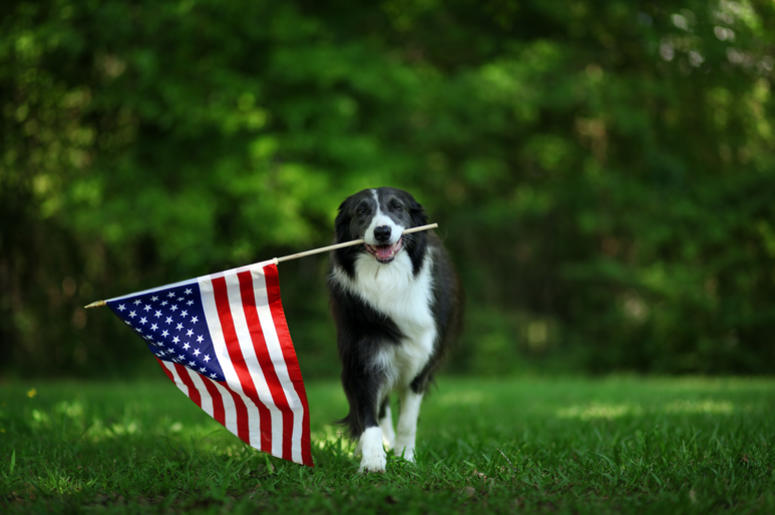 Happy border collie carrying USA flag Happy border collie carrying USA flag