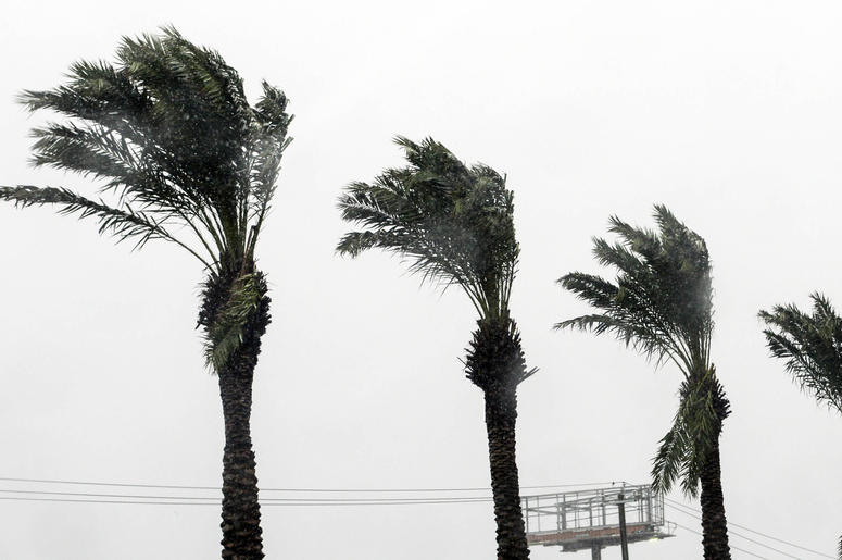 Oct 10, 2018; Panama City, FL, USA; Palm fronds bend in the wind as Hurricane Michael approaches. Mandatory Credit: Craig Bailey/FLORIDA TODAY via USA TODAY NETWORK Oct 10, 2018; Panama City, FL, USA; Palm fronds bend in the wind as Hurricane Michael approaches. Mandatory Credit: Craig Bailey/FLORIDA TODAY via USA TODAY NETWORK