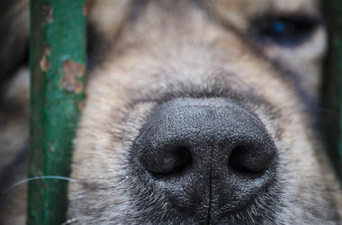 Dog Nose In Fence dog nose in fence