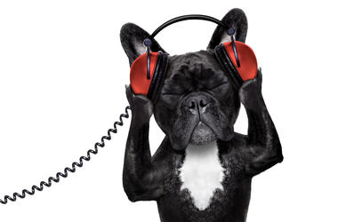 Dog With Headphones dog wearing headphones