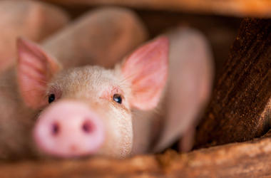 Piglet