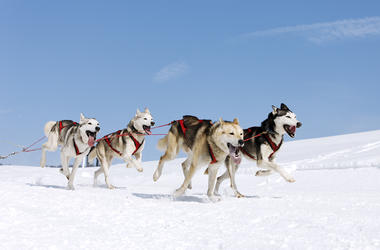 Dog Sled Team
