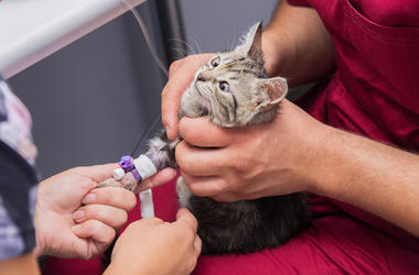 Cat at Vet