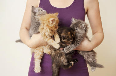 Crazy Cat Lady