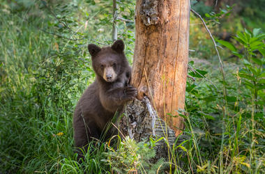 Bear Cub