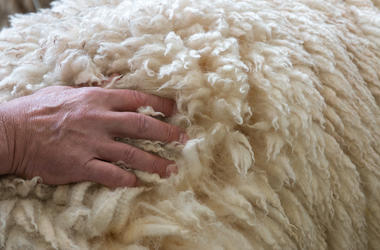 Man Pet Sheep
