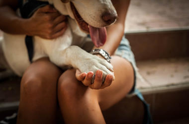 Person Holding Dog Paw person holding dog paw