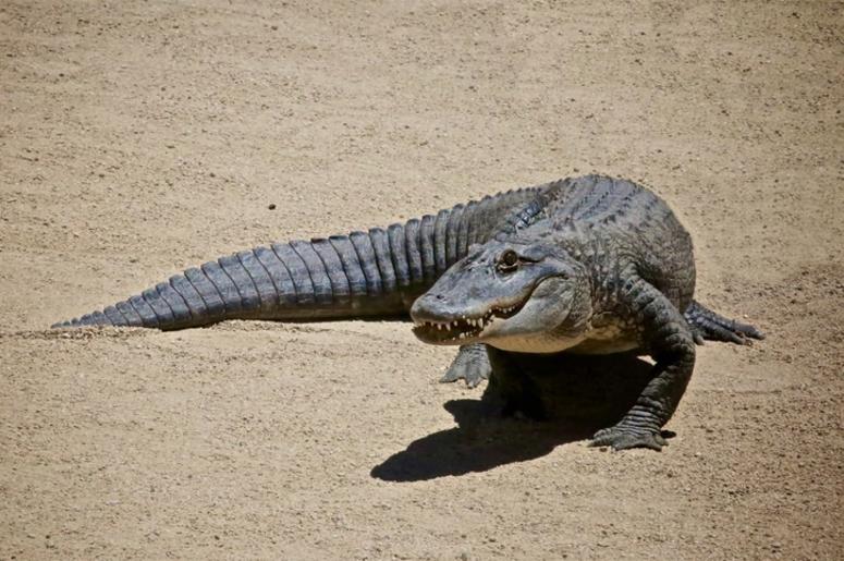 Alligator Alligator
