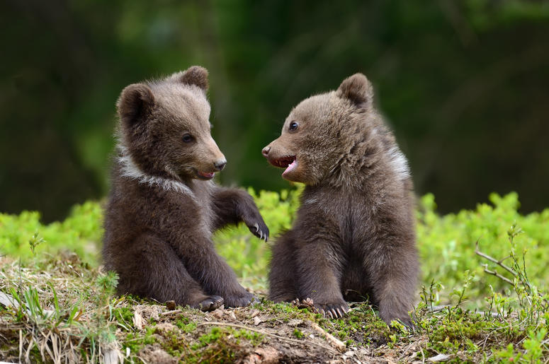Bear Cub Bear Cub