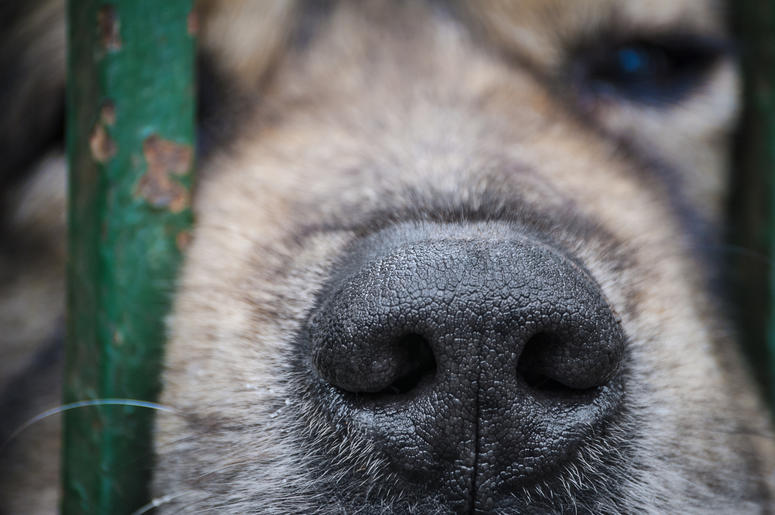 Dog Nose In Fence dog nose in fence