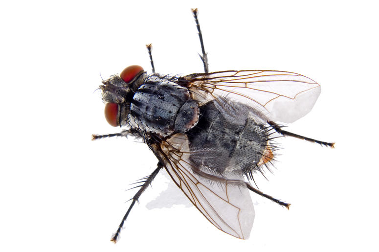 Fly Fly