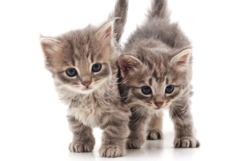 Kittens Kittens