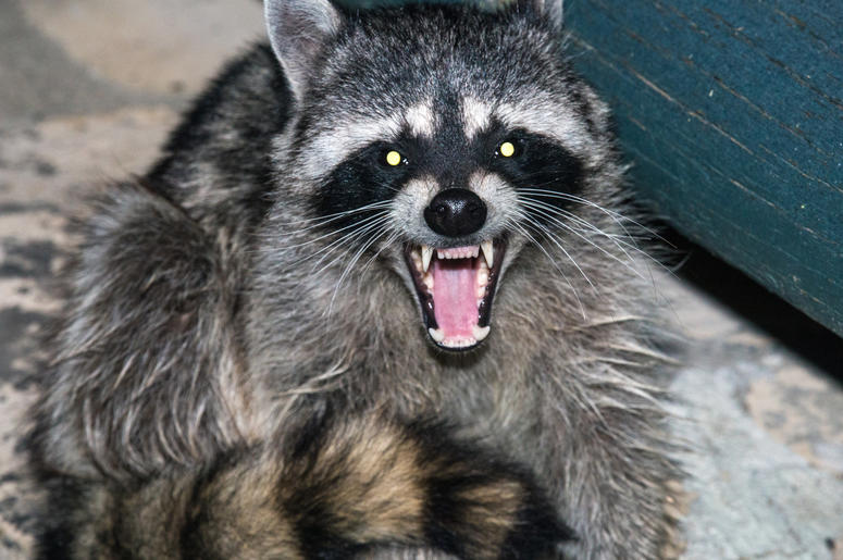 Rabid Raccoon rabid raccoon screaming