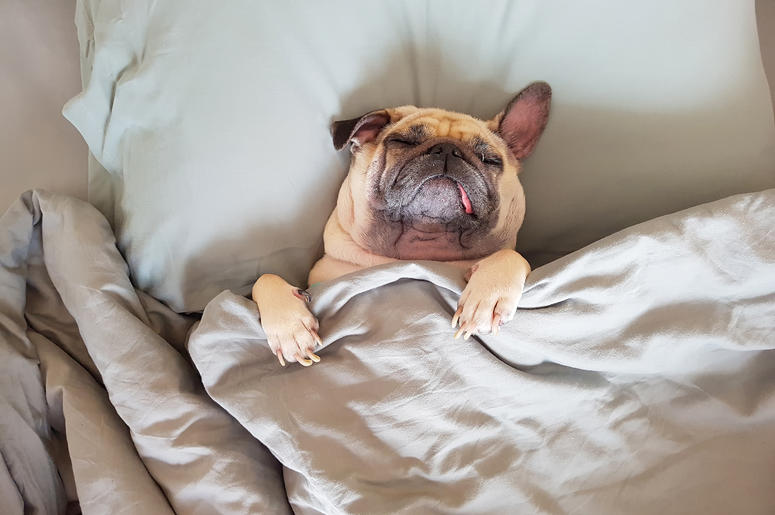 Sleeping Pug Dog tucked in sleeping pug dog