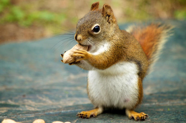 Squirrel Squirrel
