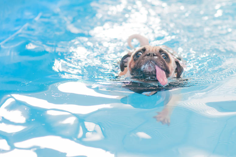 Swimming Pug Dog swimming pug dog
