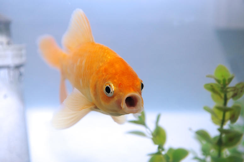 Fish Fish