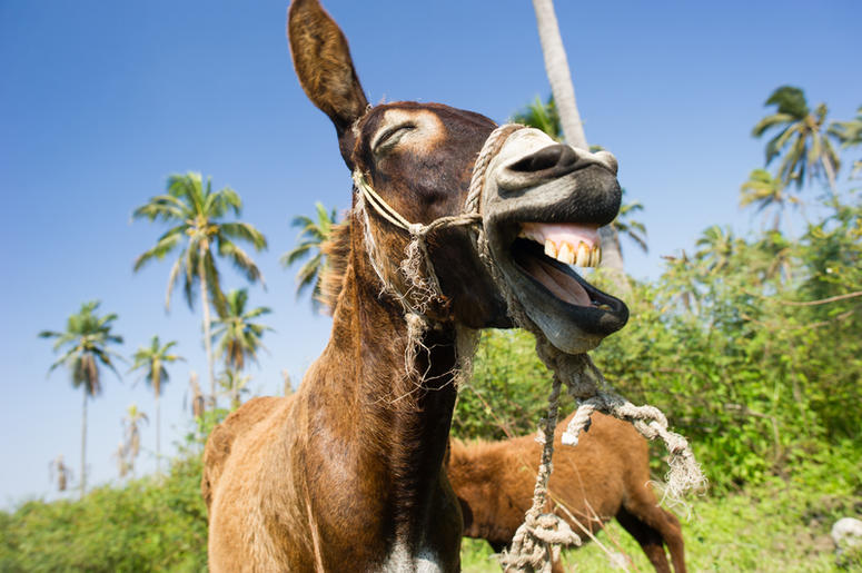 Donkey Donkey