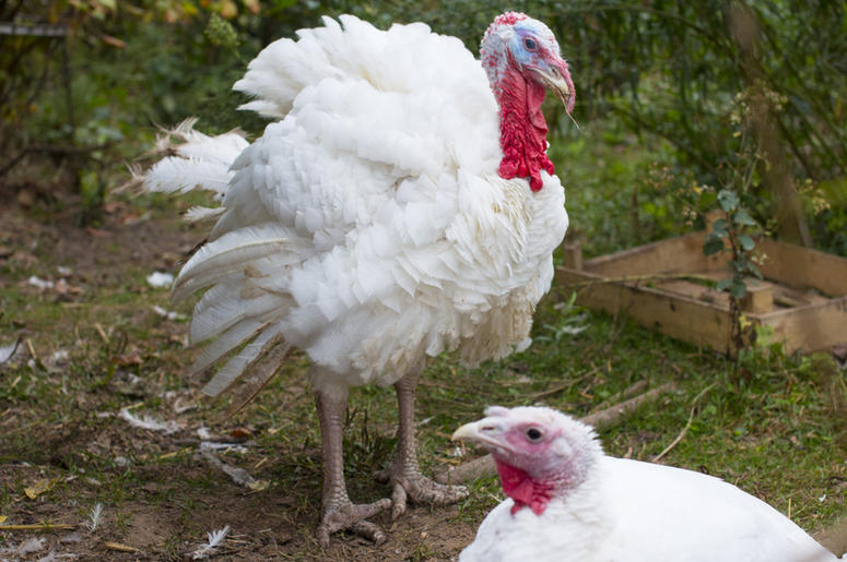 Turkey Turkey