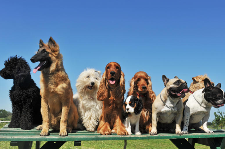 Dogs Dogs