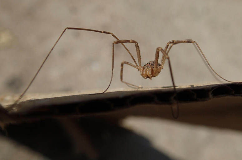 Spider Spider