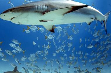sharks