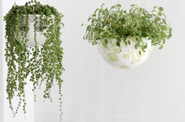 Plant Hanger Plant Hanger