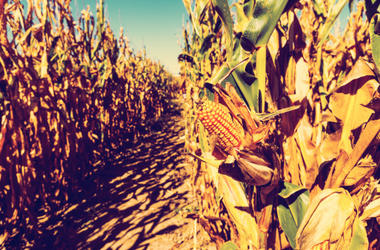 corn maze
