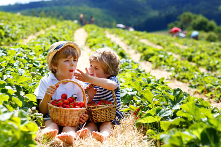 strawberry picking