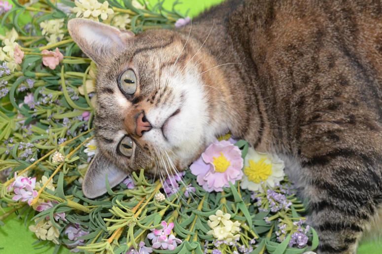 Tabby