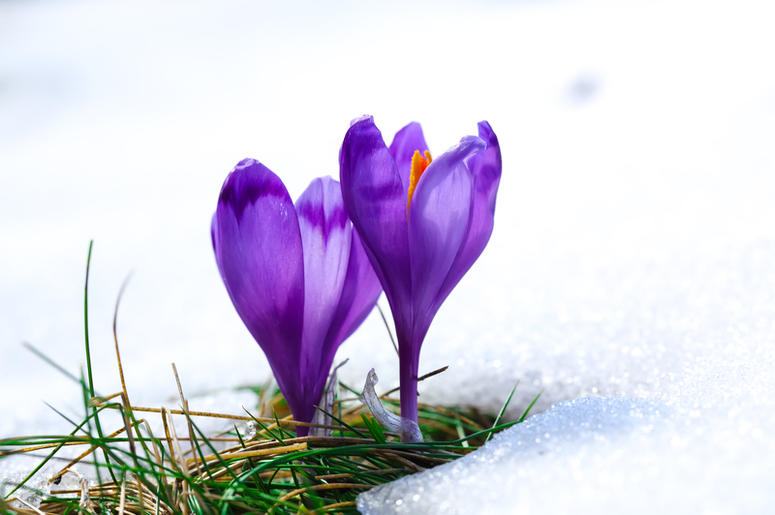 spring purple crocus