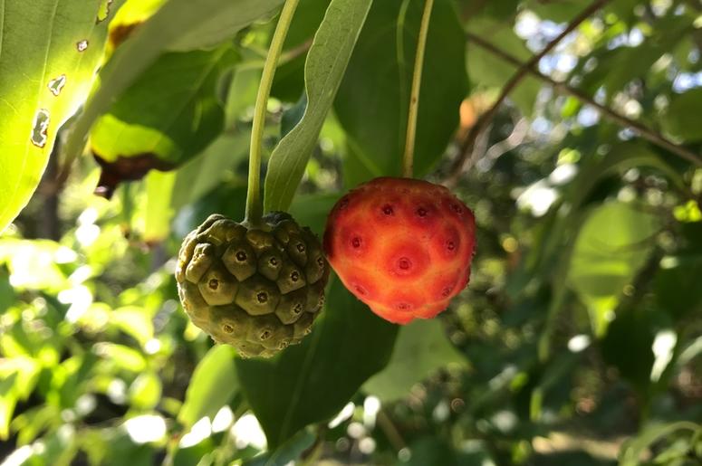 CONNECTICUT SUMMER BLACKBERRIES