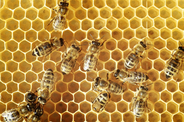 HONEY BEES