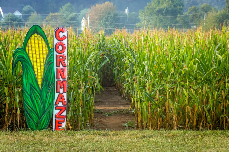 corn maze
