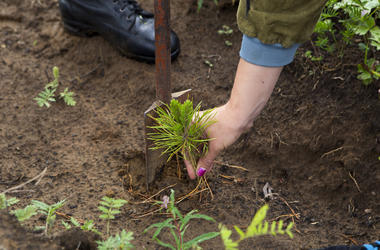 Planting Saplings Planting Saplings