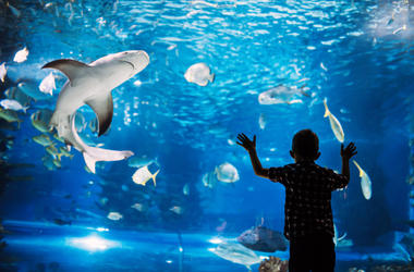 Shark Shark