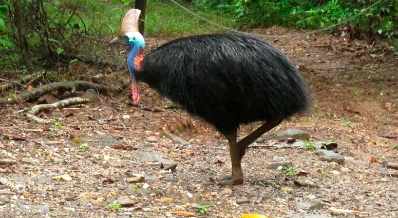 Large flightless bird native to New Guinea and Australia Cassowary