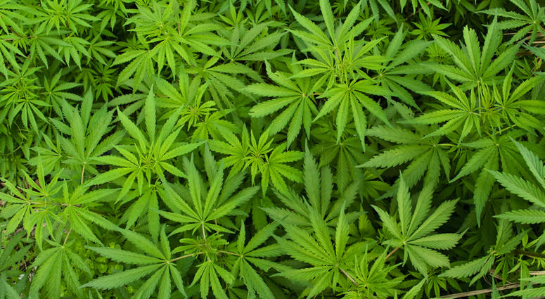 marijuana-plant-dreamstime_s_39200918.jpg marijuana-plant-dreamstime_s_39200918.jpg