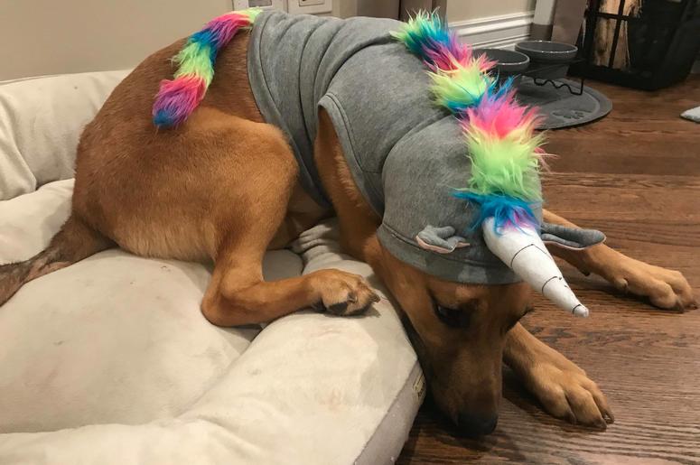 Jameson Unicorn Jameson Unicorn
