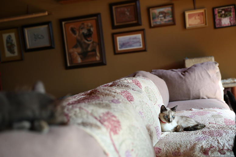 Cat On A Couch Cat On A Couch