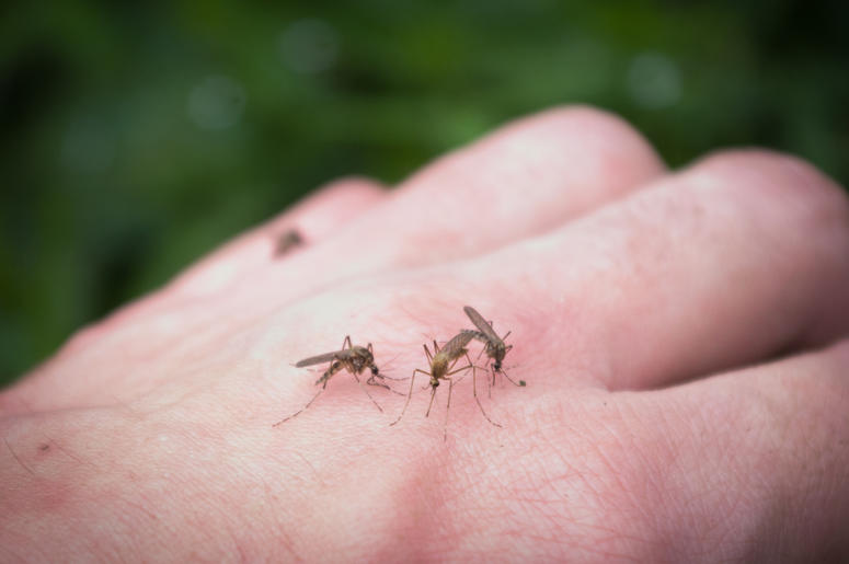 Mosquitoes Mosquitoes