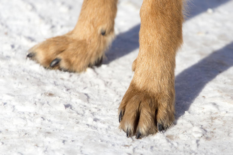 Paws In The Snow Paws In The Snow
