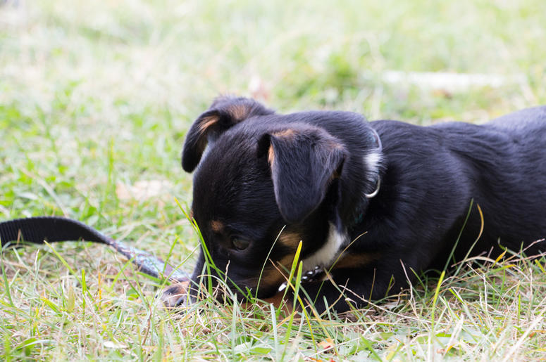 Dog Leash Dog Leash